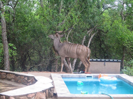 Kruger National Park South Accommodation at  | Viya