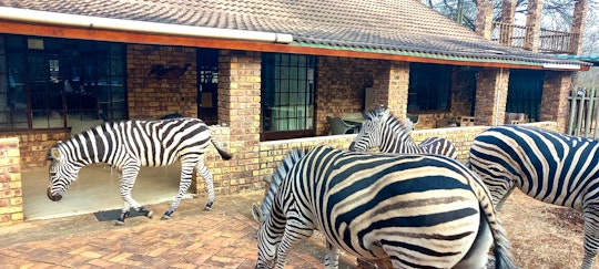 Kruger National Park South Accommodation at  | Viya