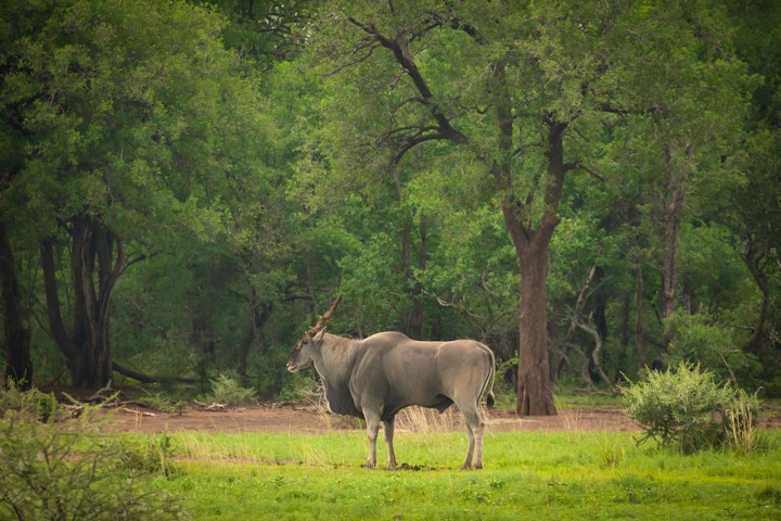 North West Accommodation at Kubu Metsi Safari Lodge | Viya