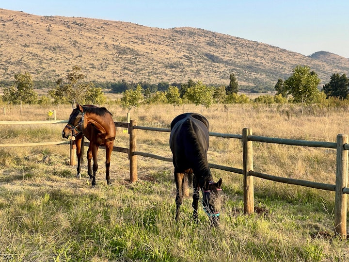 West Rand Accommodation at Chestnut Homestead @ Ancient Earth Farm | Viya