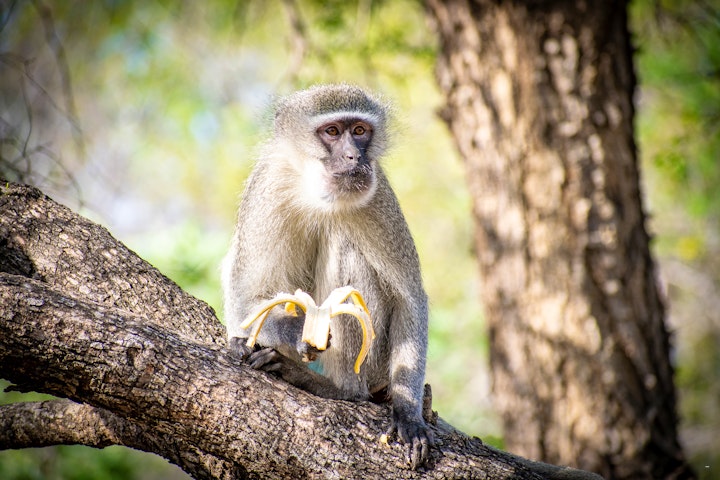 Kruger National Park South Accommodation at Adventure Bush House II | Viya