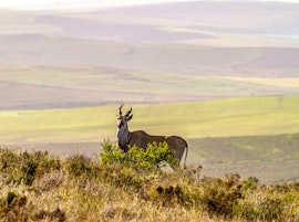 Western Cape Accommodation at Melozhori Private Game Reserve Cottage | Viya