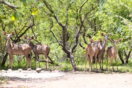 Kruger National Park South Accommodation at Hello Kruger | Viya