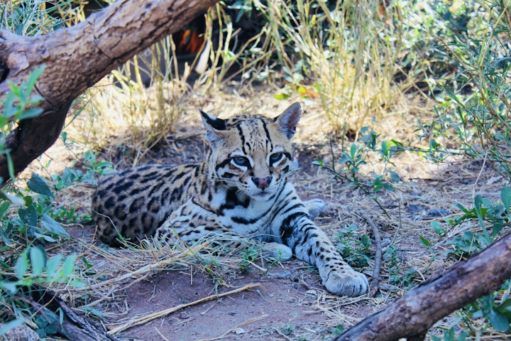 Limpopo Accommodation at Marakele Animal Sanctuary | Viya