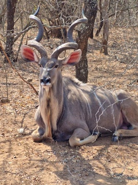 Kruger National Park South Accommodation at Raak Vir My Rustig | Viya