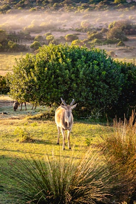 Western Cape Accommodation at Baardbos Private Game Reserve | Viya