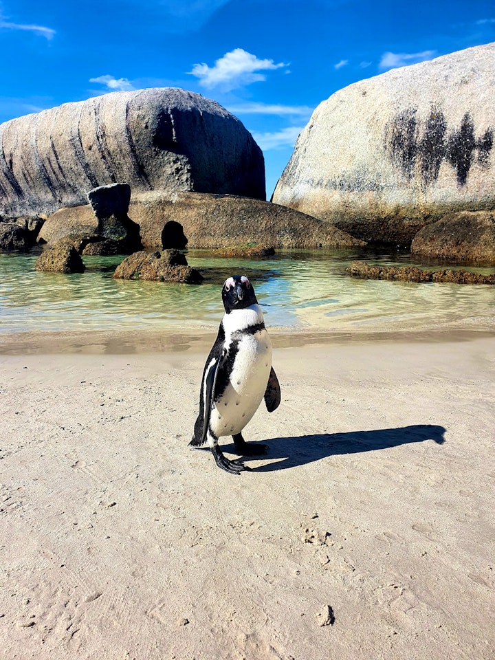 Cape Town Accommodation at Boulders Beach Hotel, Cafe and Curio | Viya
