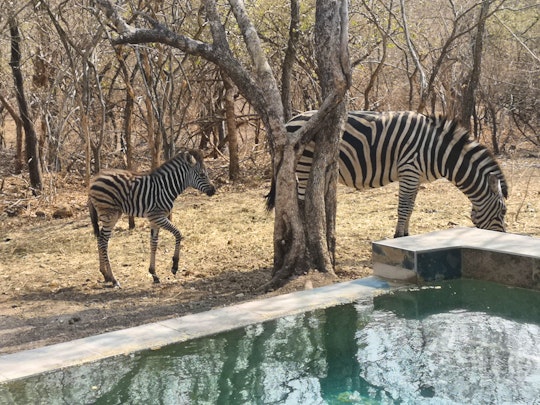 Kruger National Park South Accommodation at  | Viya