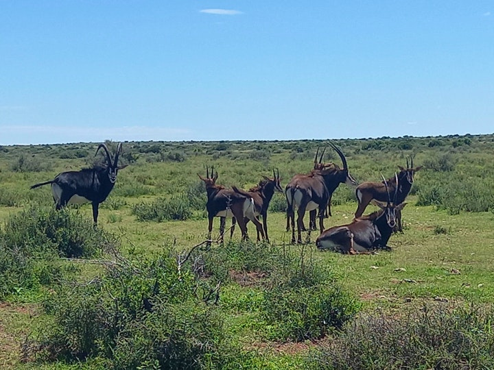 Northern Cape Accommodation at Witgatboom Verblyf | Viya