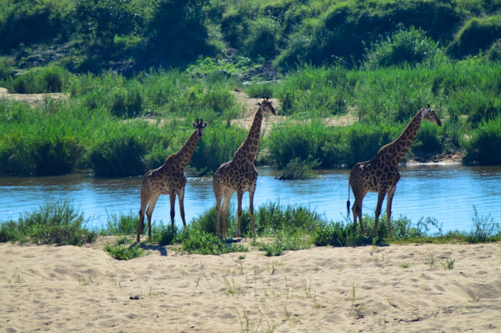 Kruger National Park South Accommodation at Pan African Safari | Viya