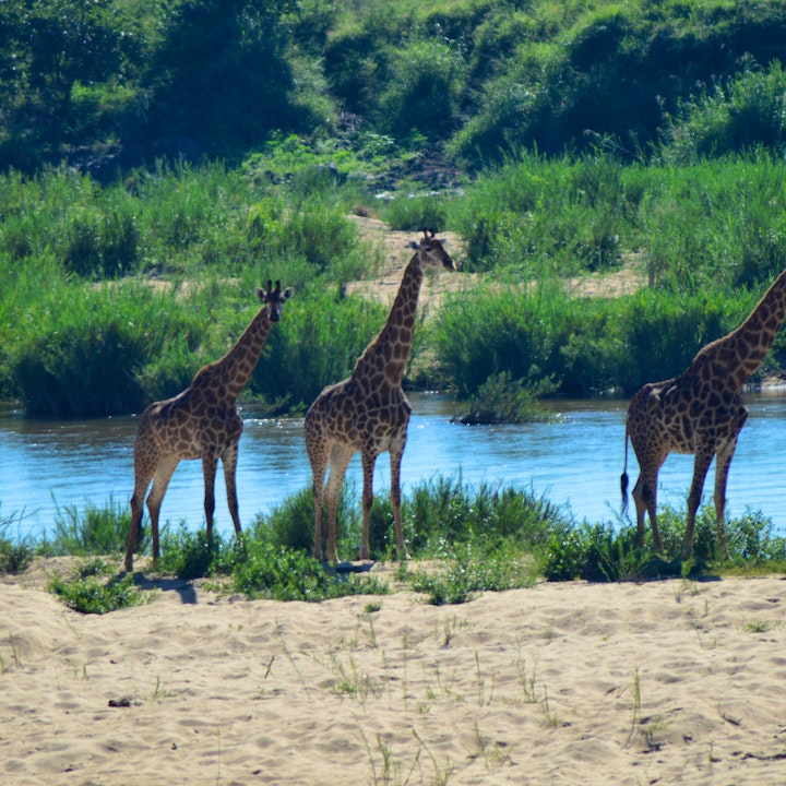 Mpumalanga Accommodation at Pan African Safari | Viya
