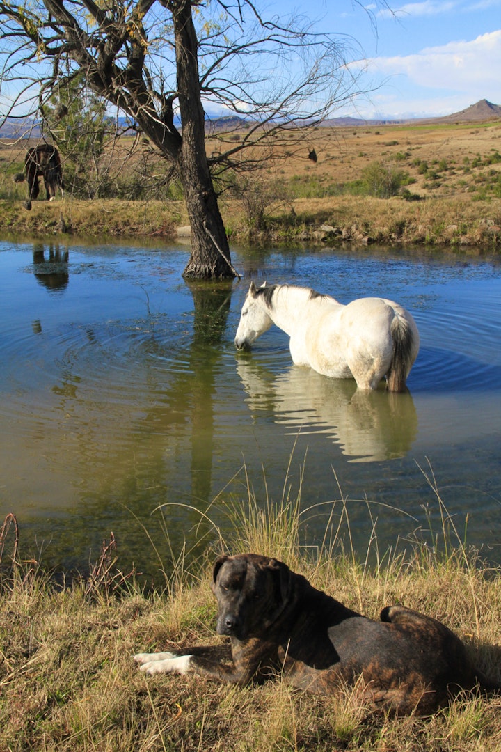 Free State Accommodation at Blackwoods Farm Cottages | Viya