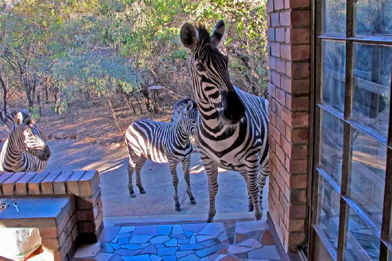 Kruger National Park South Accommodation at  | Viya