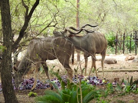 Kruger National Park South Accommodation at  | Viya