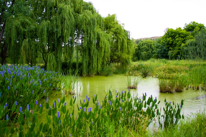 Cradle Of Humankind Accommodation at The Crooked Tree | Viya