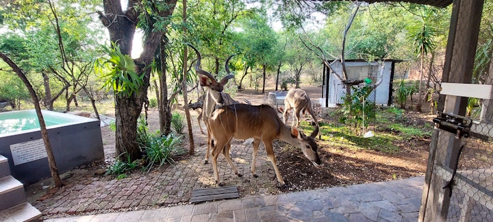 Kruger National Park South Accommodation at Hippoholiday | Viya