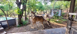 Kruger National Park South Accommodation at  | Viya