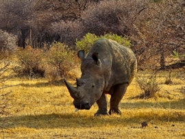 Dinokeng Game Reserve Accommodation at Cikeru Bush Camp - Buffalo | Viya