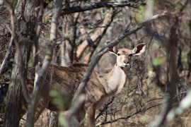 Limpopo Accommodation at Ba Batle Game Farm | Viya