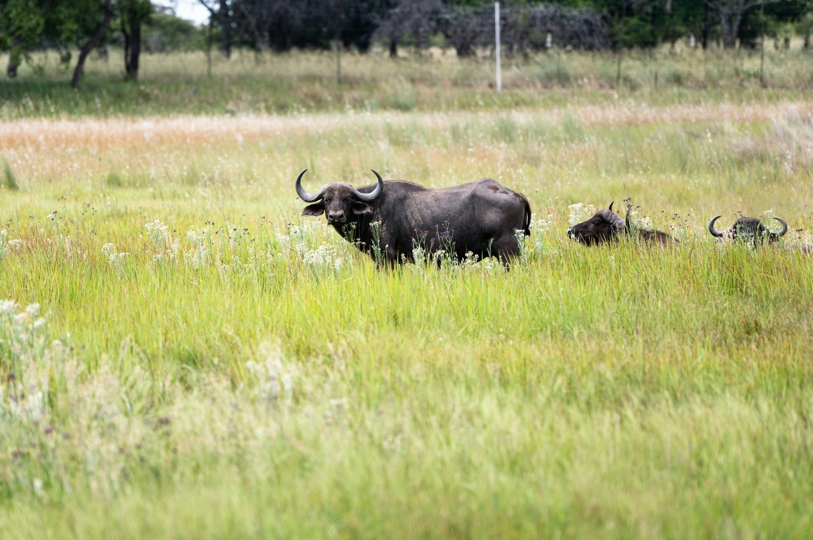 Kranskop Lodge image no 13 of 21