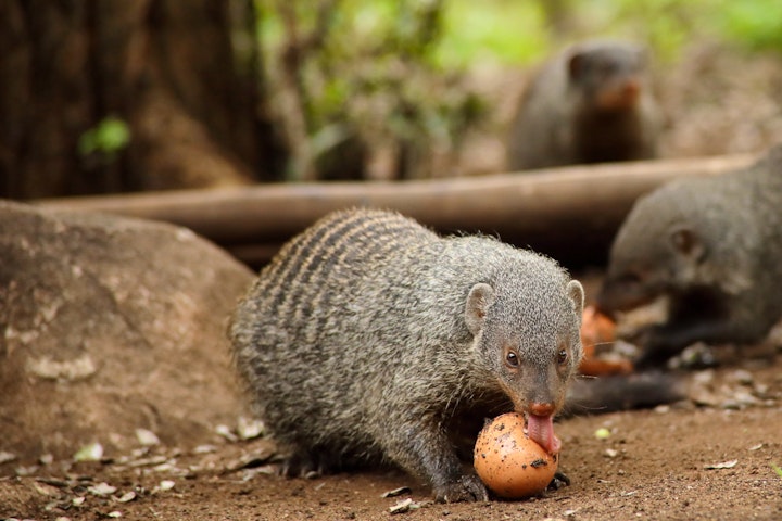 Kruger National Park South Accommodation at Ou Maat | Viya