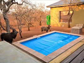 Kruger To Canyons Accommodation at African Olive | Viya