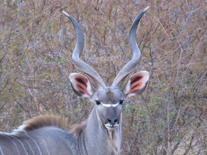 Kruger To Canyons Accommodation at Wild Dog Guest Lodge | Viya