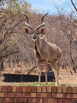 Loskop Valley Accommodation at Pumbas Den | Viya