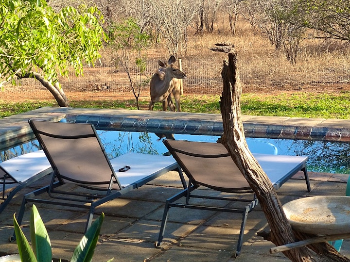 Mpumalanga Accommodation at Call of the Wild Lodge | Viya