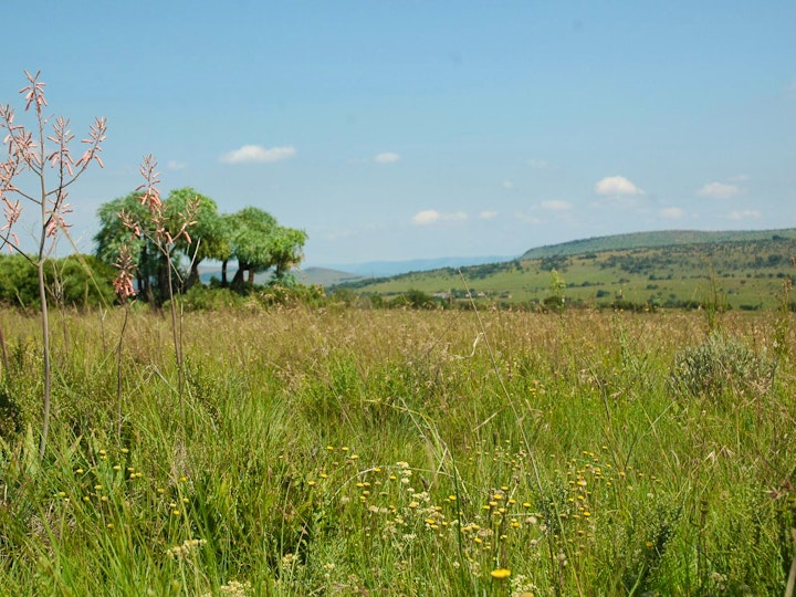 Gauteng Accommodation at Stone Hill - Cabbage Tree Cottage | Viya