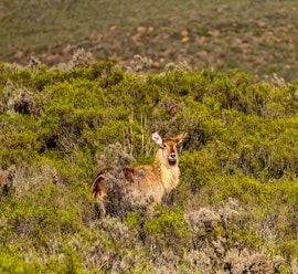 Western Cape Accommodation at Melozhori Private Game Reserve Cottage | Viya