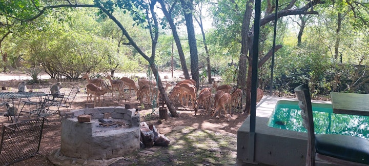 Kruger National Park South Accommodation at Hippoholiday | Viya