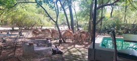 Kruger National Park South Accommodation at  | Viya