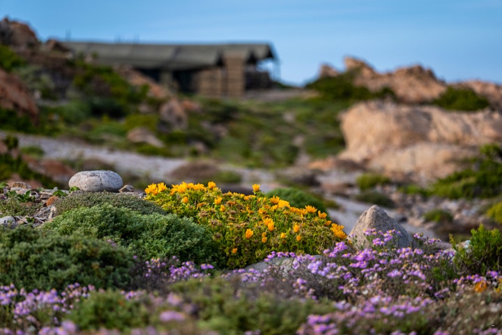 Northern Cape Accommodation at Namaqua Flower Beach Camp | Viya