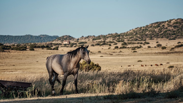 Free State Accommodation at Gunsfontein Eco Farm | Viya