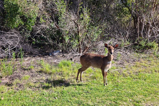 Garden Route Accommodation at  | Viya