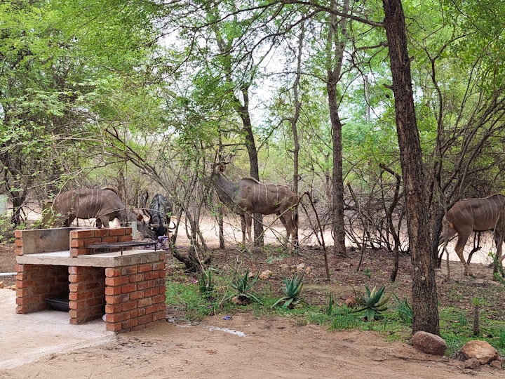 Kruger National Park South Accommodation at Hippoholiday | Viya