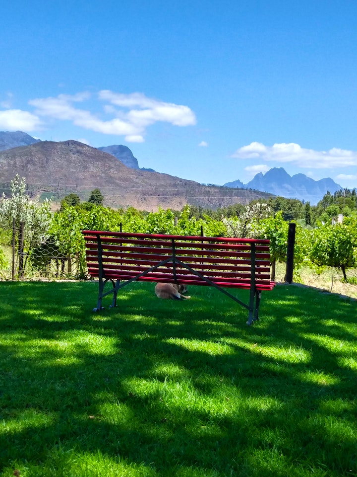 Boland Accommodation at The Olive and Vine Farm Cottage | Viya