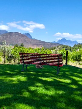 Boland Accommodation at The Olive and Vine Farm Cottage | Viya