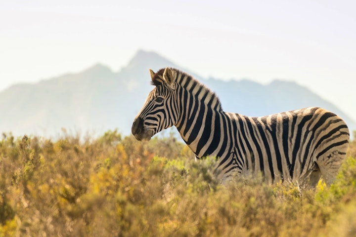 Western Cape Accommodation at Melozhori Private Game Reserve Waterfall Pod | Viya