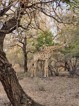 Kruger National Park South Accommodation at Guinea Fowl Cabanas | Viya