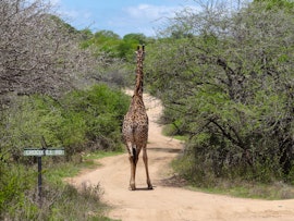 Kruger National Park South Accommodation at Khumbula iAfrica 1 | Viya