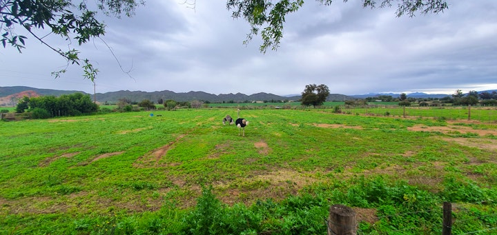 Garden Route Accommodation at Karoo Leeu House | Viya