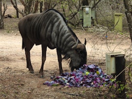 Kruger National Park South Accommodation at  | Viya