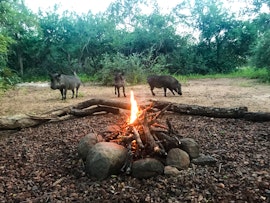 Kruger National Park South Accommodation at Hello Kruger | Viya