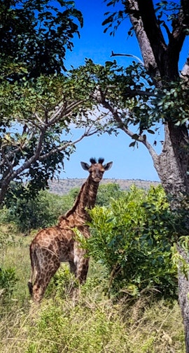 Waterberg Accommodation at  | Viya