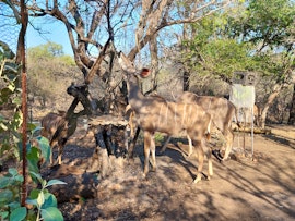 Kruger National Park South Accommodation at  | Viya