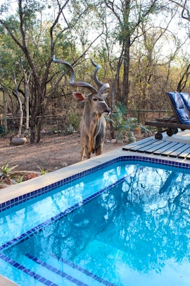 Kruger National Park South Accommodation at The Aloes | Viya