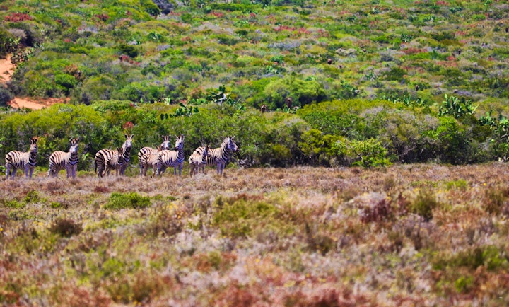 Eastern Cape Accommodation at Doornkom Private Game Reserve | Viya