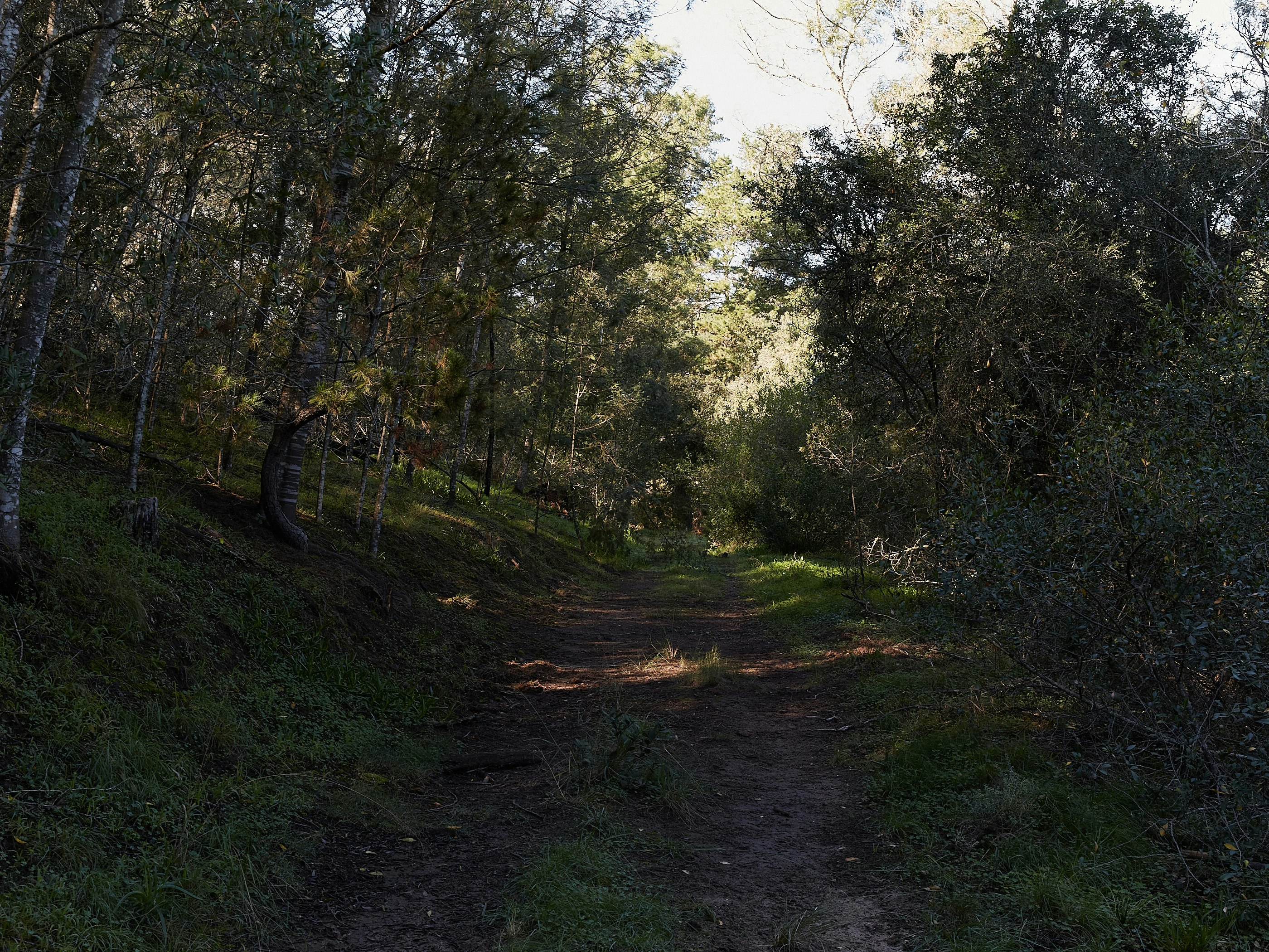 Soul Forest Cabin Nature Retreat image no 32 of 32